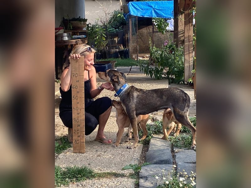 Kedves ist bereit für aktive Menschen