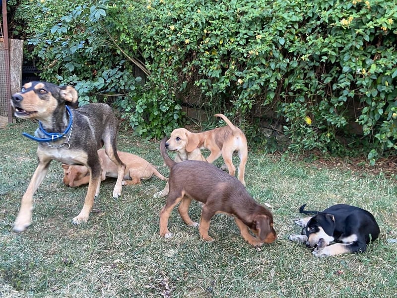 Kedves ist bereit für aktive Menschen