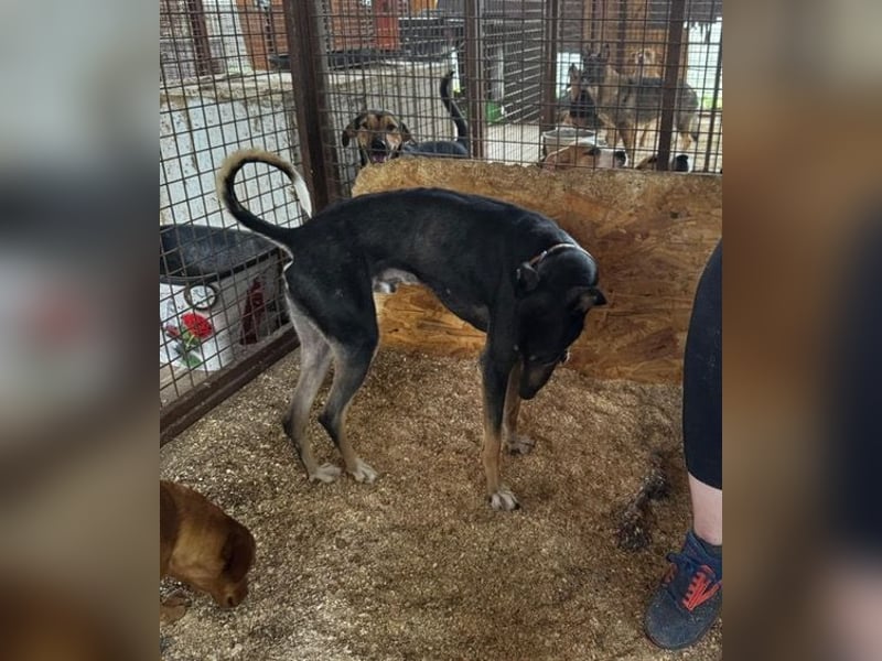 Barber sucht Rasseliebhaber