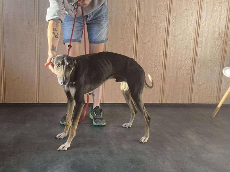 Barber sucht Rasseliebhaber