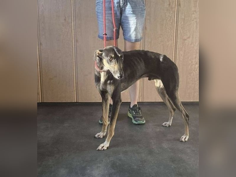 Barber sucht Rasseliebhaber