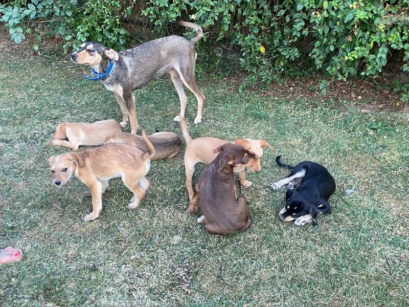 Kedves ist bereit für aktive Menschen