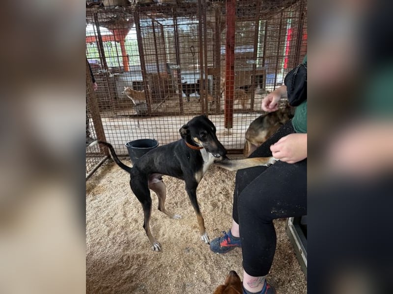 Barber sucht Rasseliebhaber