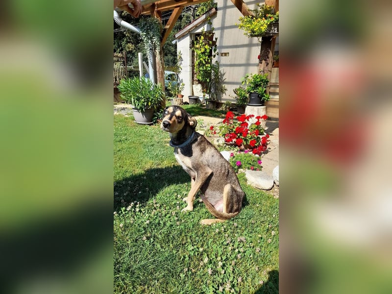 Kedves ist bereit für aktive Menschen