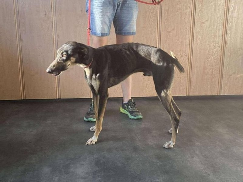 Barber sucht Rasseliebhaber