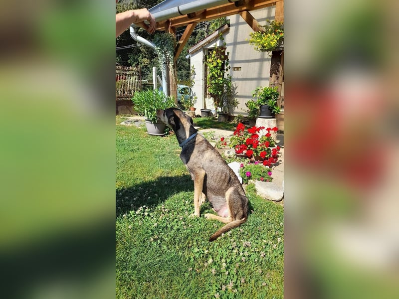 Kedves ist bereit für aktive Menschen