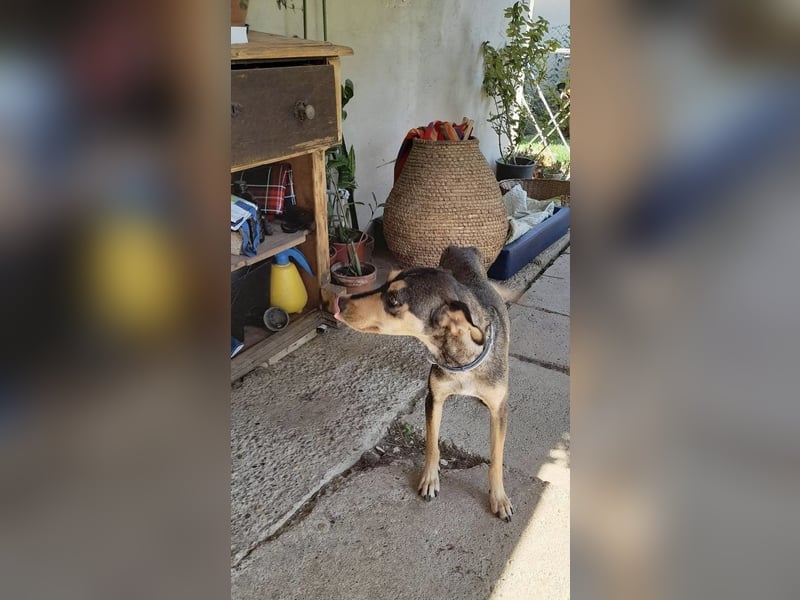 Kedves ist bereit für aktive Menschen