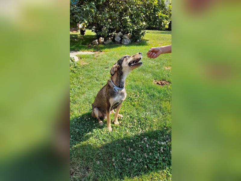 Kedves ist bereit für aktive Menschen