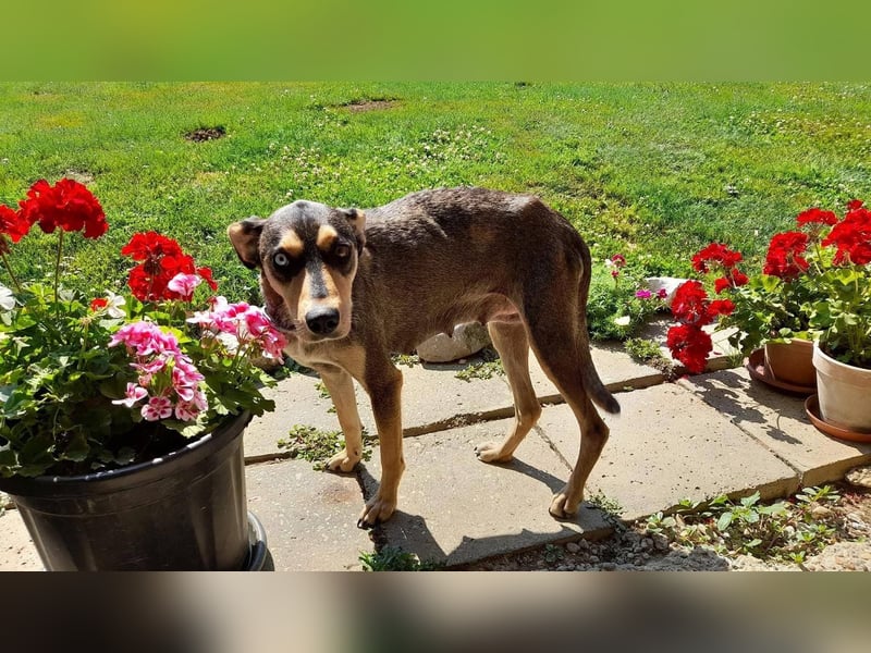 Kedves ist bereit für aktive Menschen