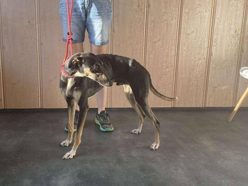 Barber sucht Rasseliebhaber