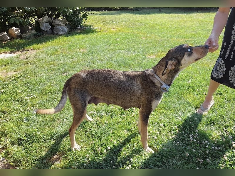 Kedves ist bereit für aktive Menschen