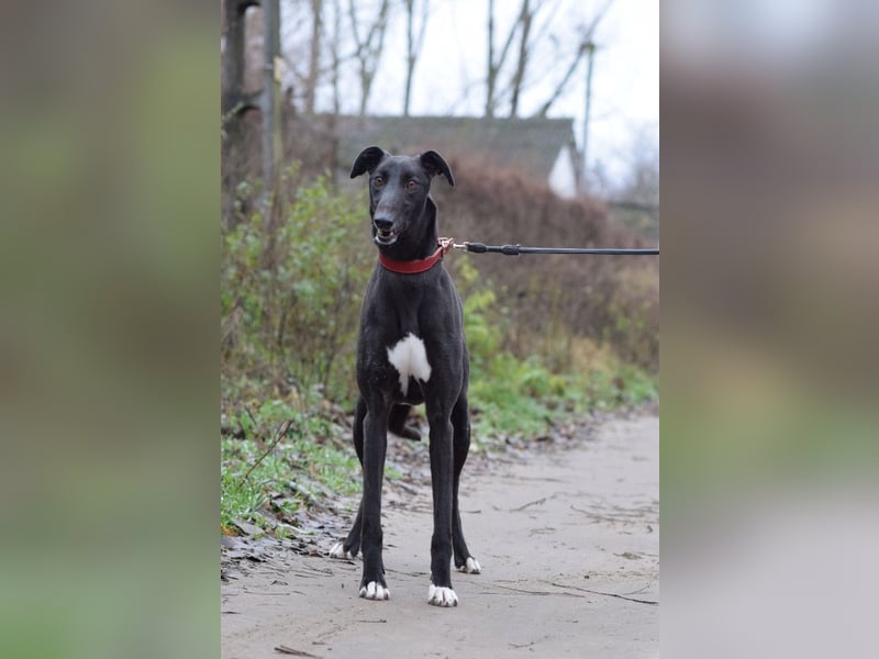 Phönix - ein absoluter Menschenfreund, freundlich & verschmust