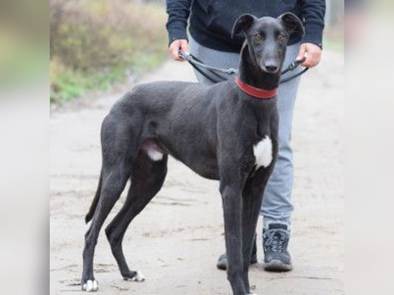 Phönix - ein absoluter Menschenfreund, freundlich & verschmust