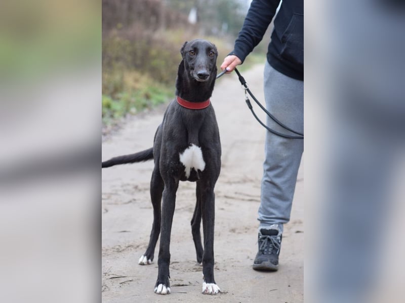 Phönix - ein absoluter Menschenfreund, freundlich & verschmust