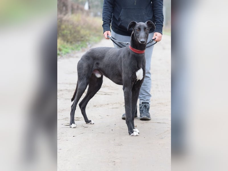 Phönix - ein absoluter Menschenfreund, freundlich & verschmust