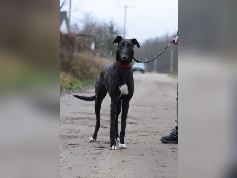 Phönix - ein absoluter Menschenfreund, freundlich & verschmust