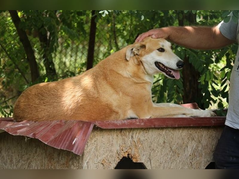 Julian ist ein Magyar Agar und eignet sich als Familienhund