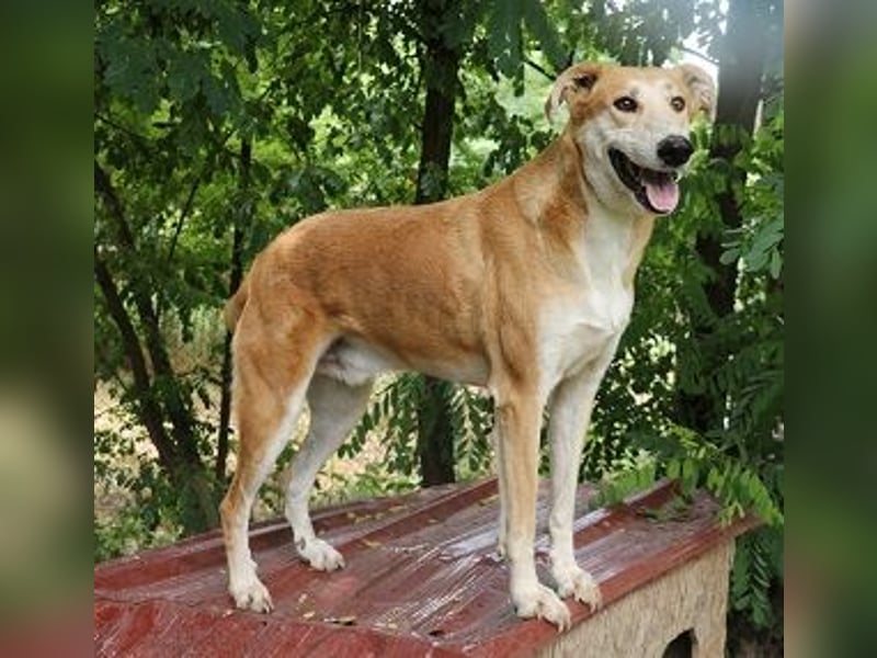 Julian ist ein Magyar Agar und eignet sich als Familienhund