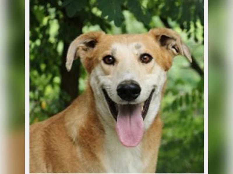 Julian ist ein Magyar Agar und eignet sich als Familienhund