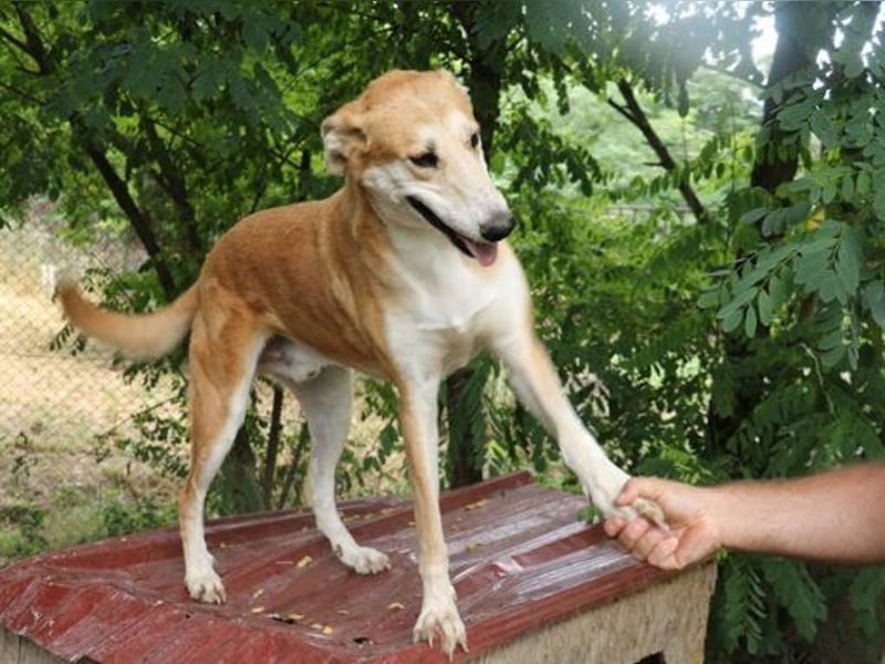 Julian ist ein Magyar Agar und eignet sich als Familienhund