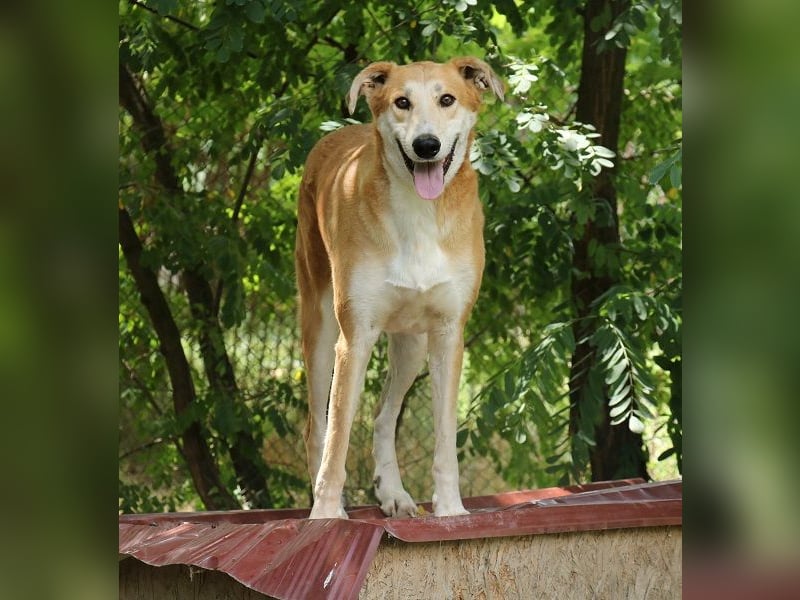 Julian ist ein Magyar Agar und eignet sich als Familienhund