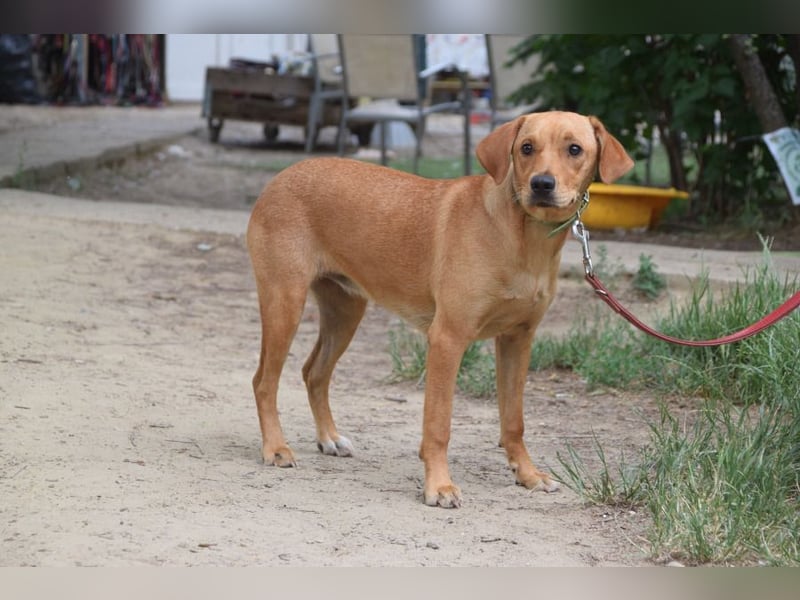 Mango - liebe, nette und junge Labbi Mix Hündin, eher ruhig & zurückhaltend