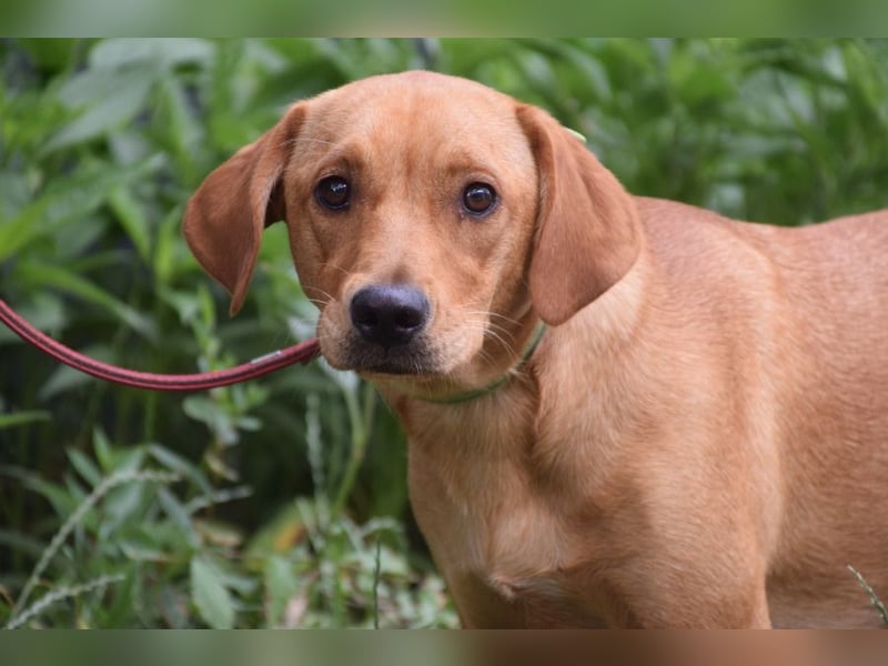Mango - liebe, nette und junge Labbi Mix Hündin, eher ruhig & zurückhaltend