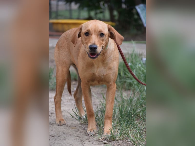 Mango - liebe, nette und junge Labbi Mix Hündin, eher ruhig & zurückhaltend