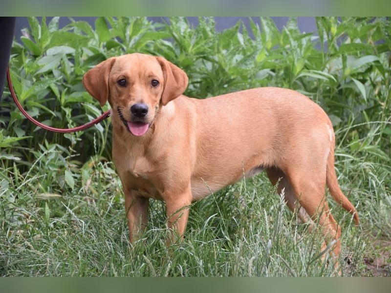 Mango - liebe, nette und junge Labbi Mix Hündin, eher ruhig & zurückhaltend