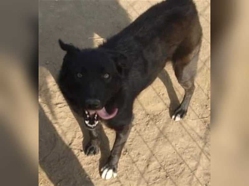 Die liebevolle Negruta sucht ein Zuhause oder eine Pflegestelle!