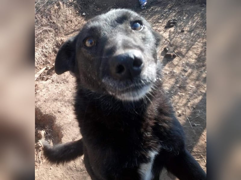 Die liebevolle Negruta sucht ein Zuhause oder eine Pflegestelle!