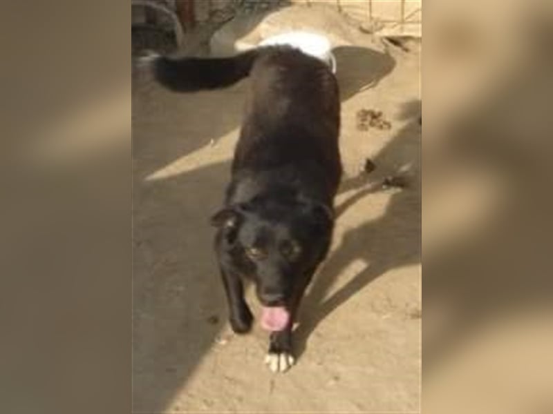 Die liebevolle Negruta sucht ein Zuhause oder eine Pflegestelle!