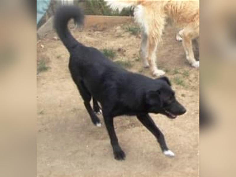 Die liebevolle Negruta sucht ein Zuhause oder eine Pflegestelle!