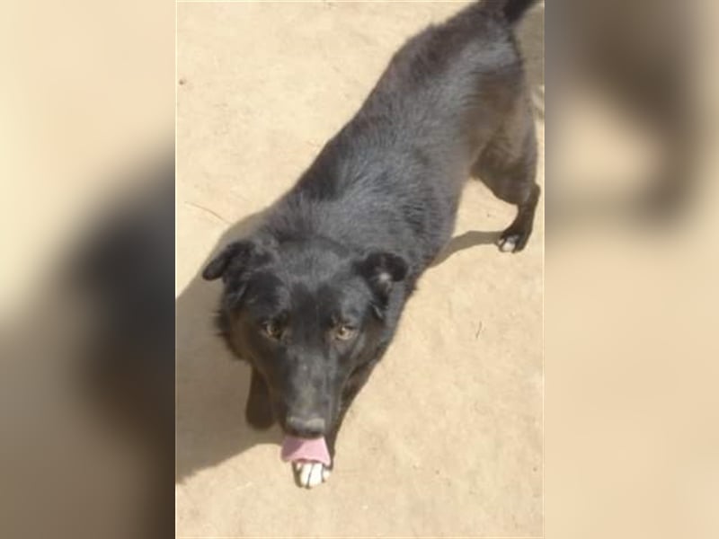 Die liebevolle Negruta sucht ein Zuhause oder eine Pflegestelle!