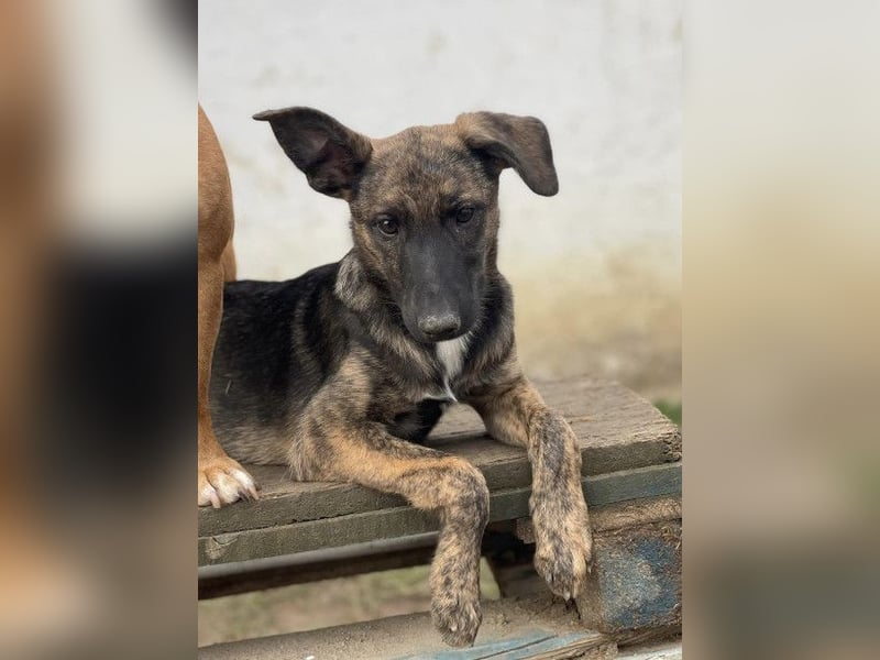 Darf Gitta bei dir ankommen?