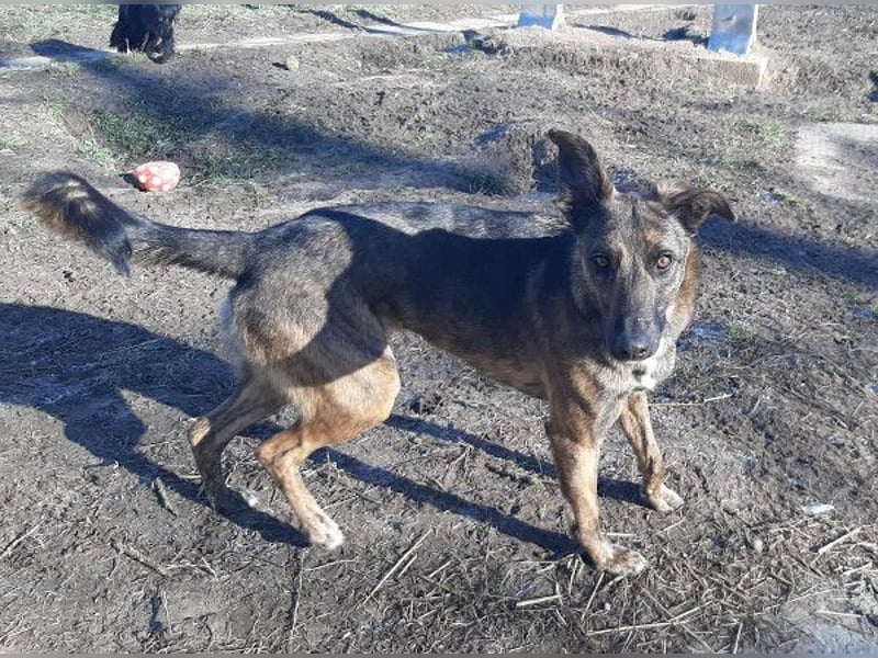 Gitta - eine ganz besondere Schönheit