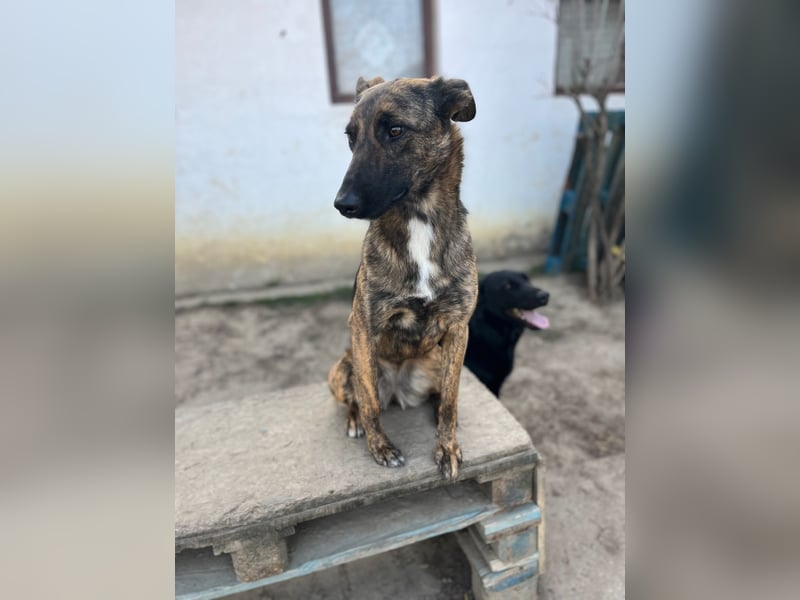 Darf Gitta bei dir ankommen?