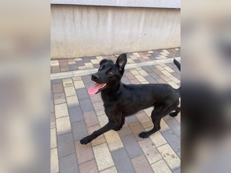 Radja sucht nach dir