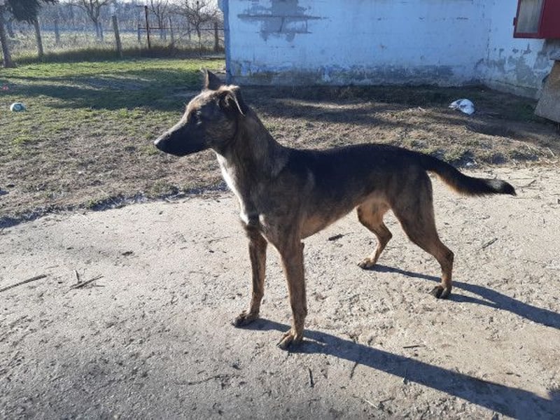 Gitta - eine ganz besondere Schönheit