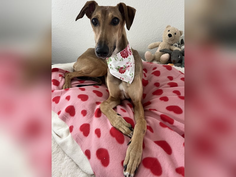 Windhund Sally sucht ein Zuhause