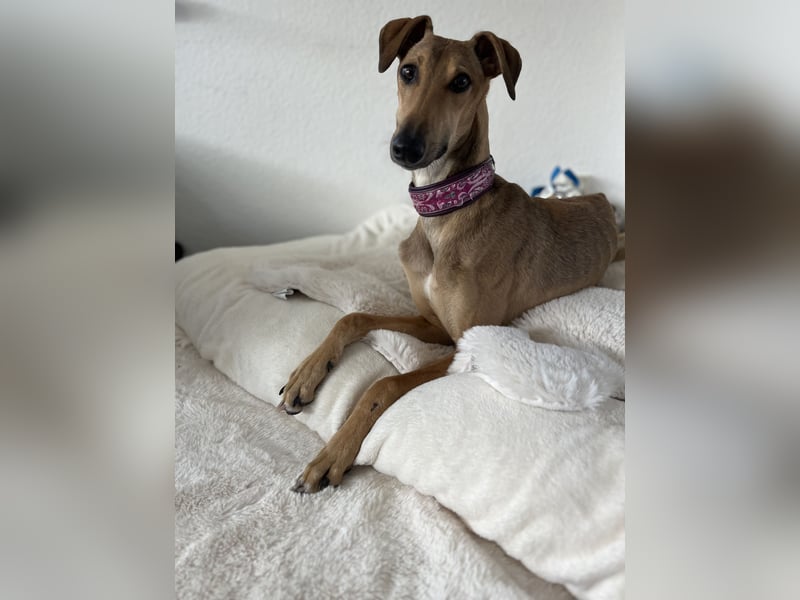 Windhund Sally sucht ein Zuhause