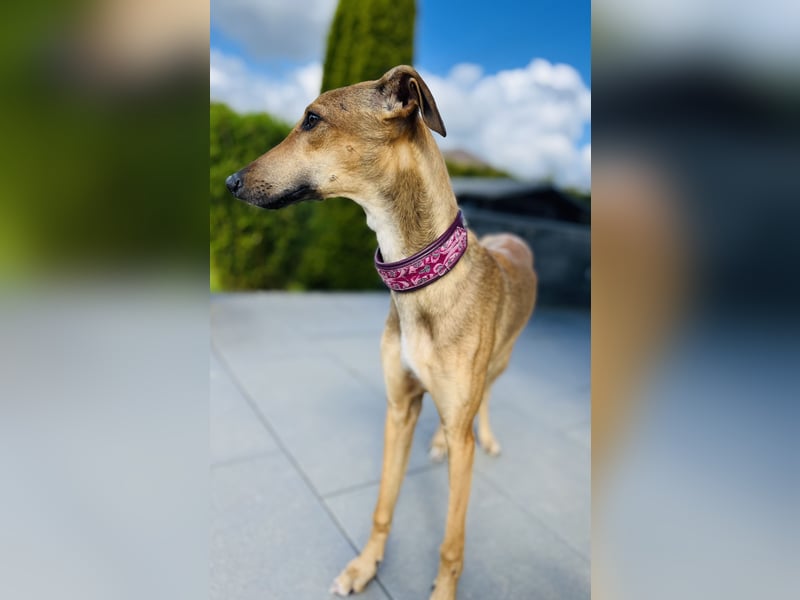 Windhund Sally sucht ein Zuhause