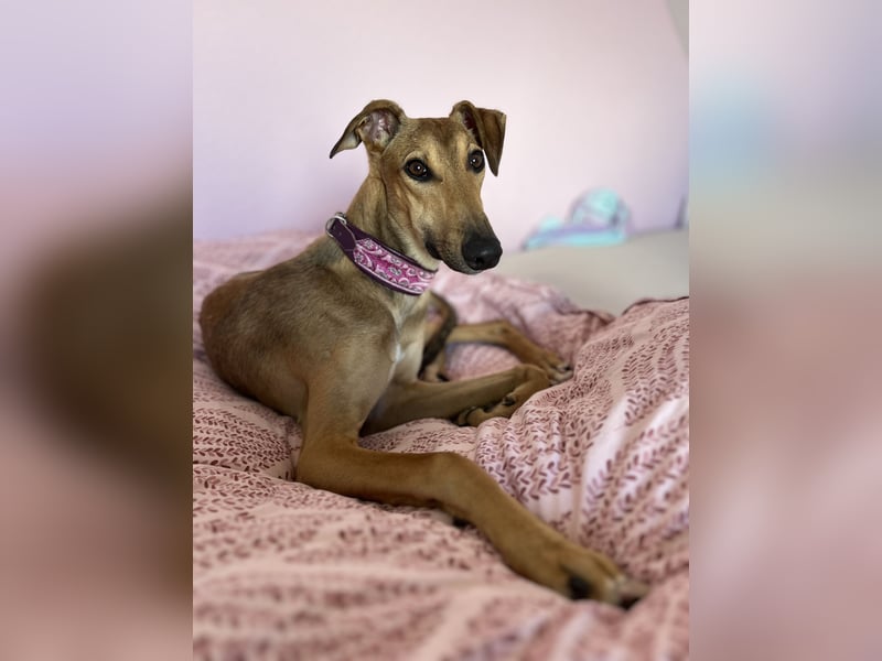 Windhund Sally sucht ein Zuhause