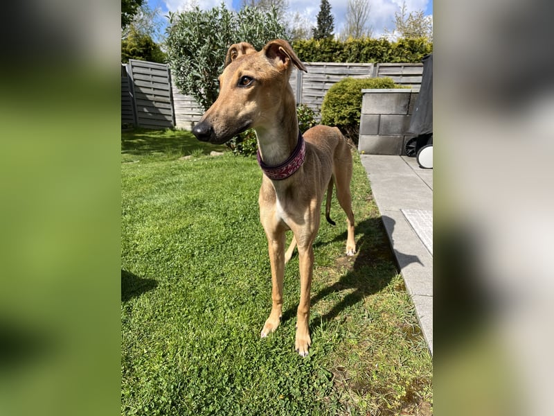 Windhund Sally sucht ein Zuhause