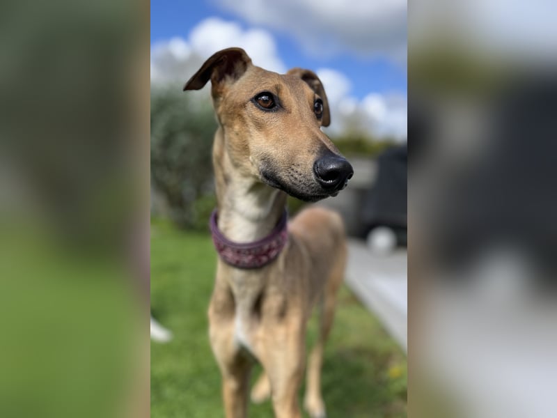 Windhund Sally sucht ein Zuhause