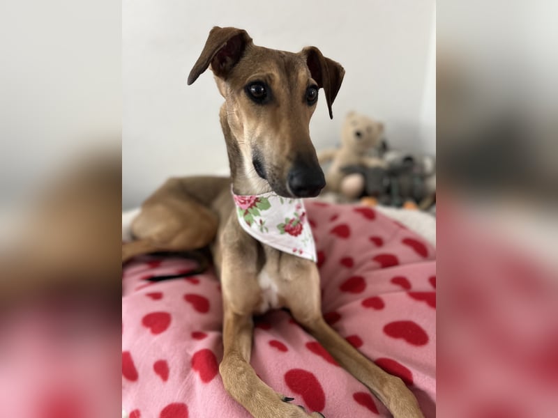 Windhund Sally sucht ein Zuhause