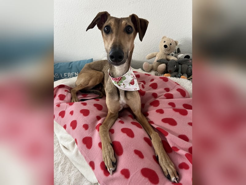 Windhund Sally sucht ein Zuhause