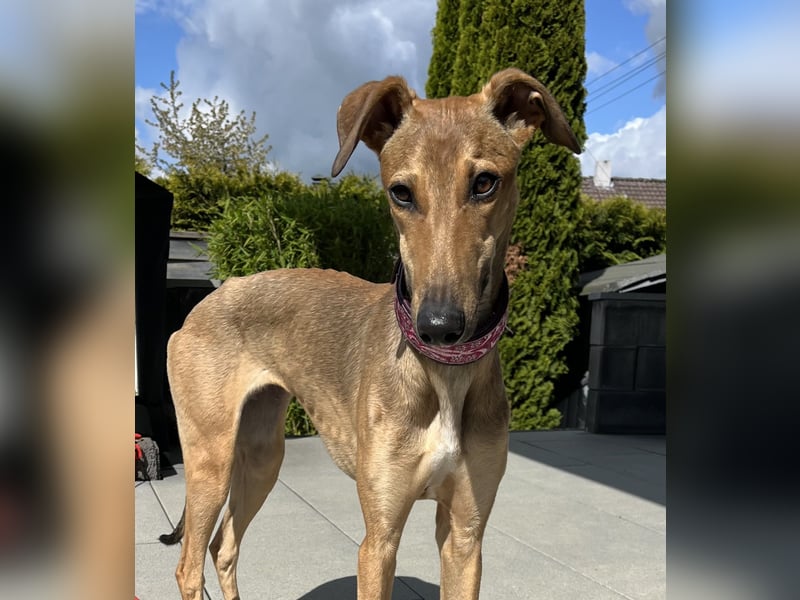 Windhund Sally sucht ein Zuhause