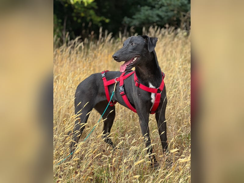 Csöppke-BE – Sensible Dame sucht Halt und Herz