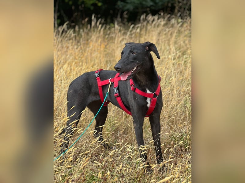 Csöppke-BE – Sensible Dame sucht Halt und Herz